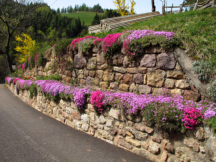 Blumenpracht