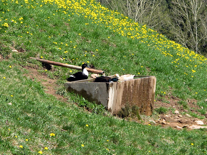 Im kleinsten "Teich" ist Platz für Enten ;-)