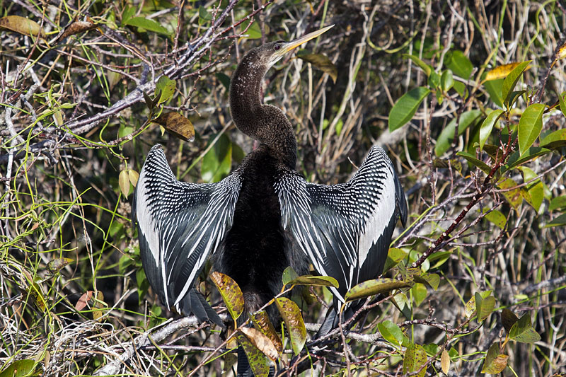 Ein Anhinga trocknet seine Flügel