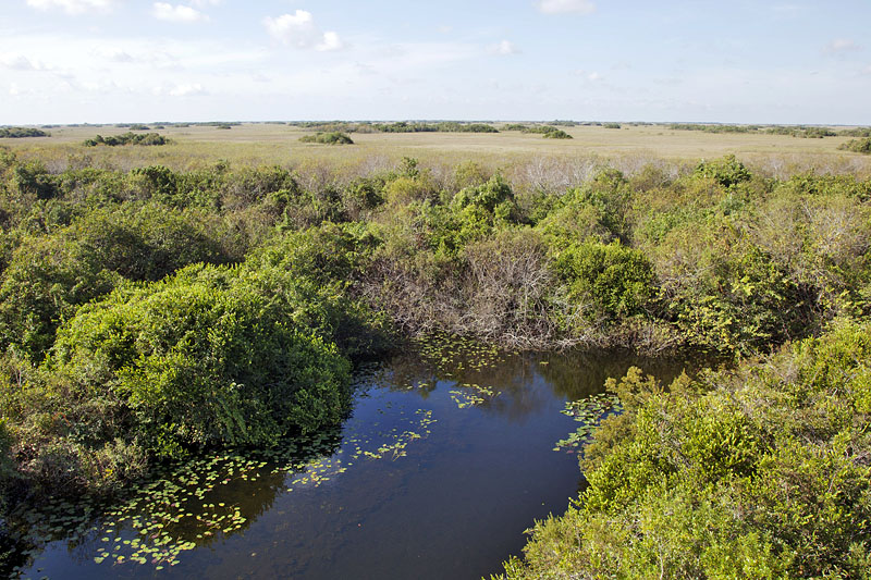 Blick vom Aussichtsturm über die Everglades