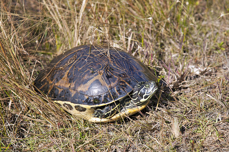 Sie möchte in Ruhe gelassen werden