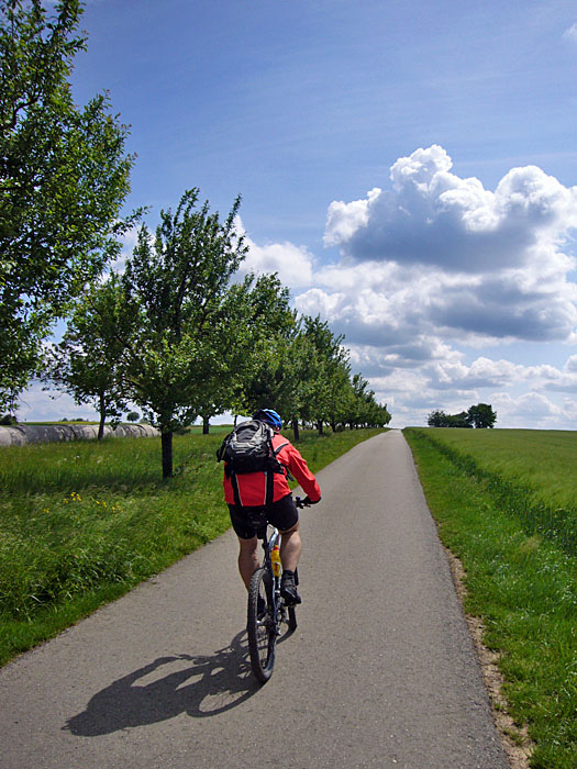 Einseitige Allee