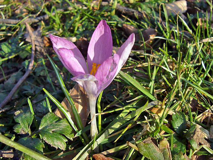 Frühlingsbote