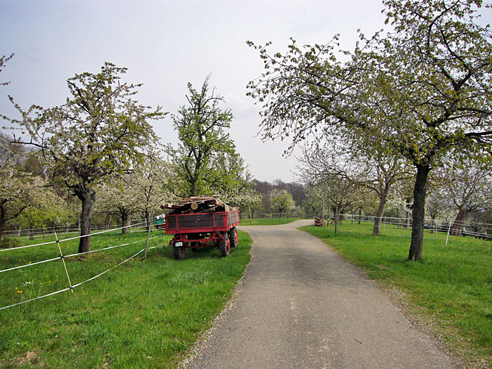 Blühende Obstbäume