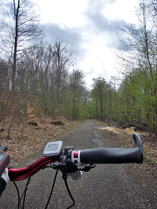 Dunkle Wolken über dem Wald