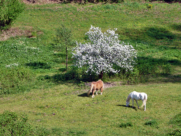 Idylle