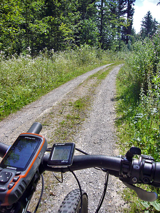 Ab durch den Wald