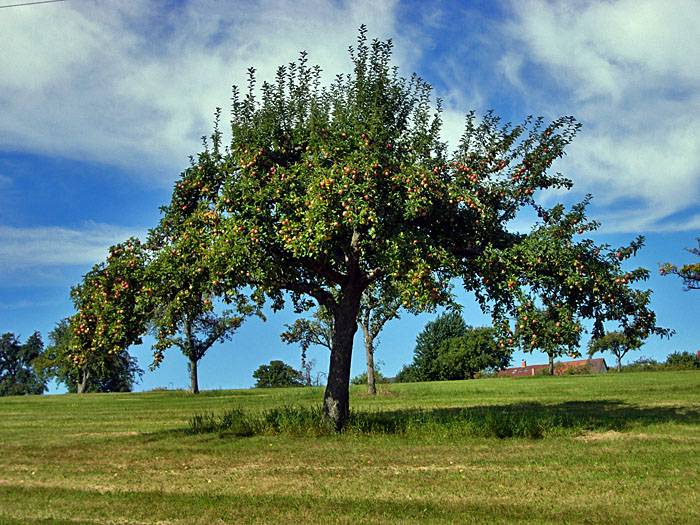 Die Äpfel sind langsam reif