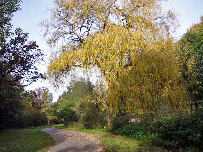 Herbstliche Bäume an der Alb