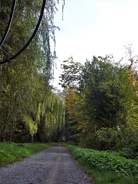 Herbstliche Bäume an der Alb