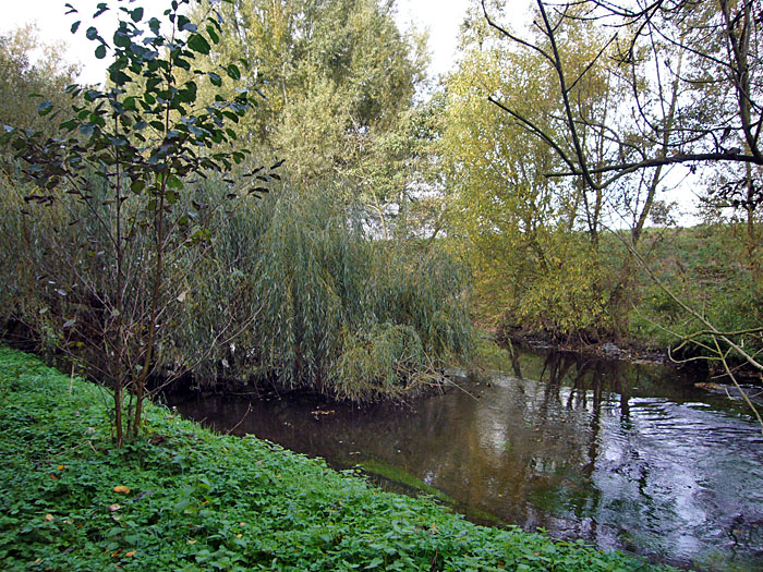 Weide über der Alb