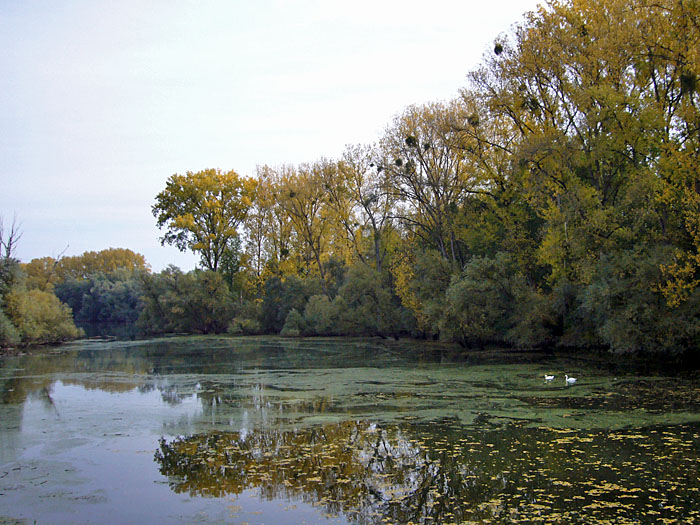 Schwäne bei den Rheinauen
