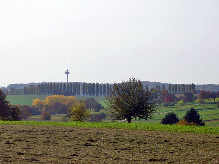 An den Pappeln im Hintergrund führt mein Weg entlang