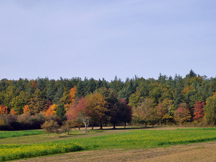 Herbstlich bunte Bäume