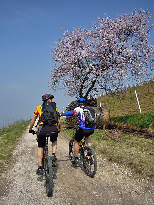 Frühling - den Baum meine ich, nicht Reinis Annäherungsversuche ;-)