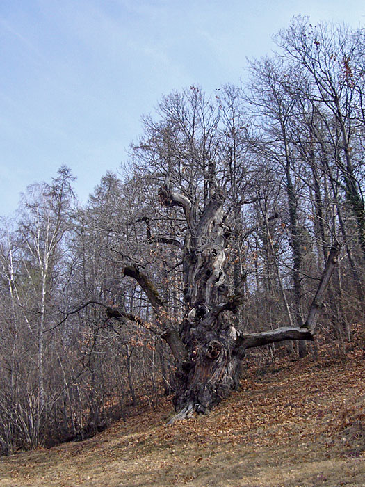 Alter knorriger Baum