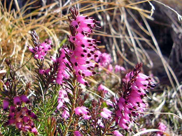 Alpenblumen