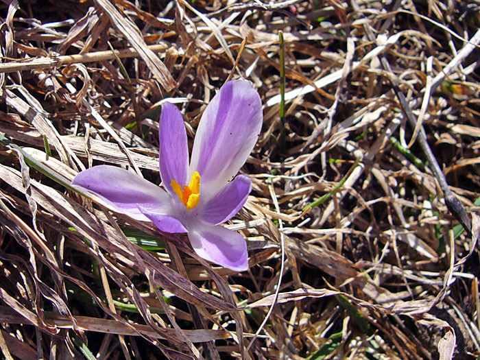 Alpenblumen