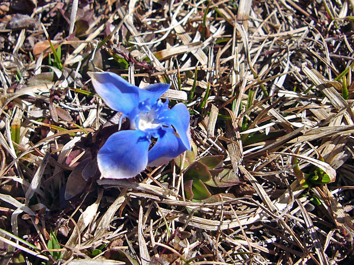 Alpenblumen