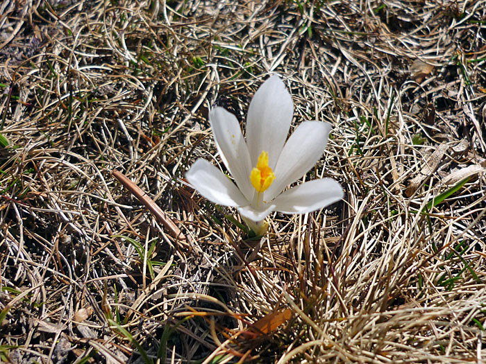 Alpenblumen