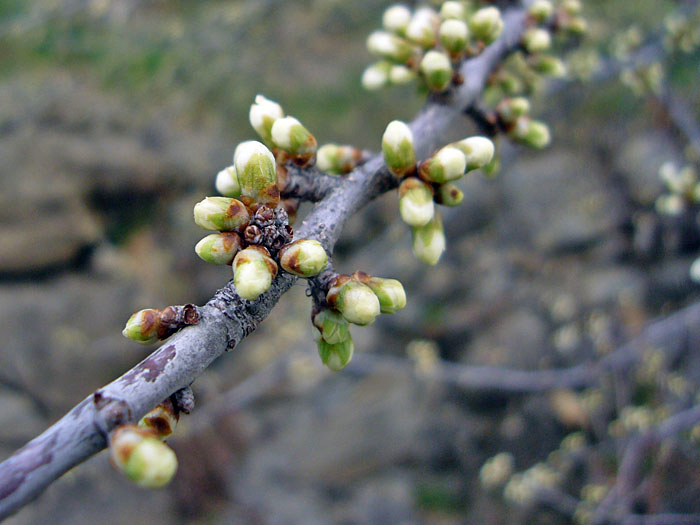 Die ersten Apfelbaum-Knospen öffnen sich