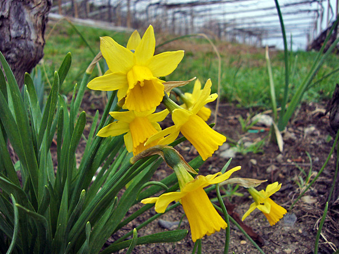 Osterglocken
