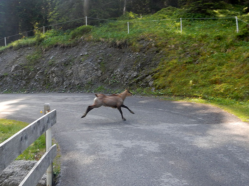 Plözlich springen eine Gams über den Weg ...