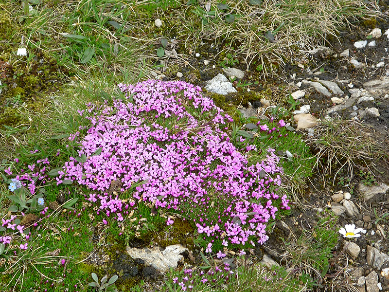 Da helfen die schönen Blumen auch nicht