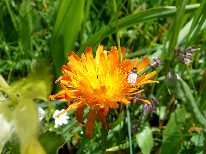 ... bunten Blumen