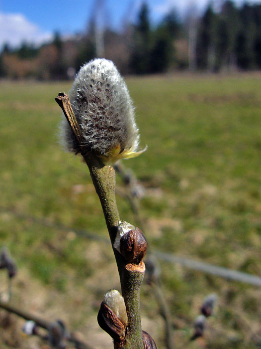 ... der Frühling scheint doch noch zu kommen