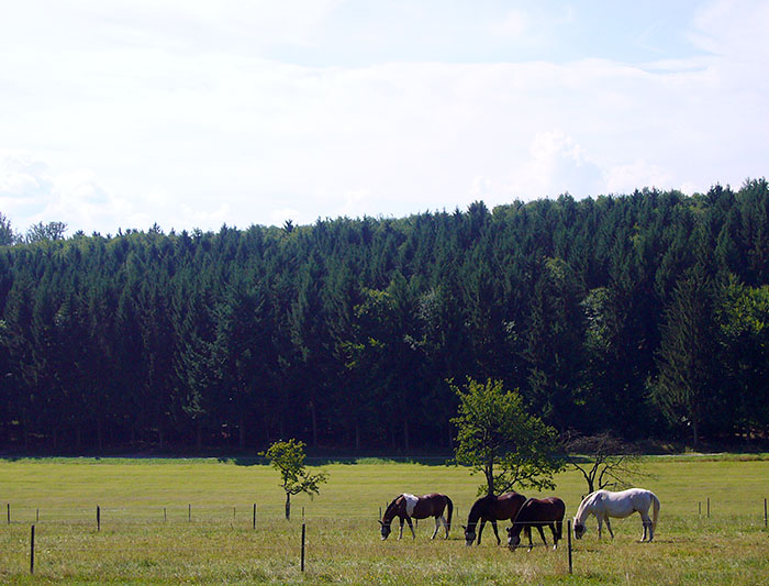 Pferdeweide