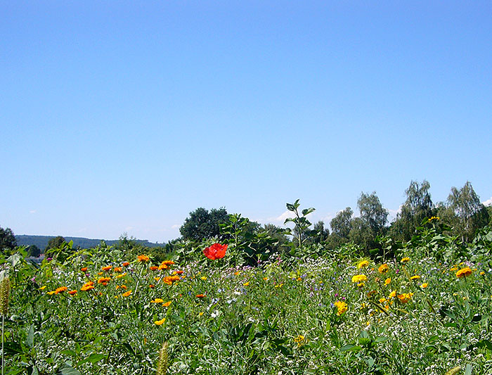 Blumenwiese ...