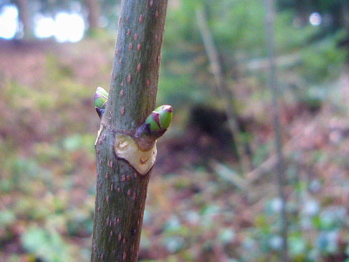 Die ersten Knospen - Ende Dezember?