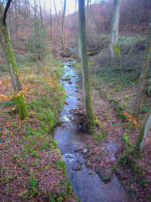 Kaltes Wasser: Gruß von den Schwarzwaldhöhen