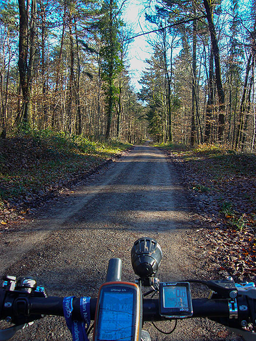 Durch den Wald geht es bergab