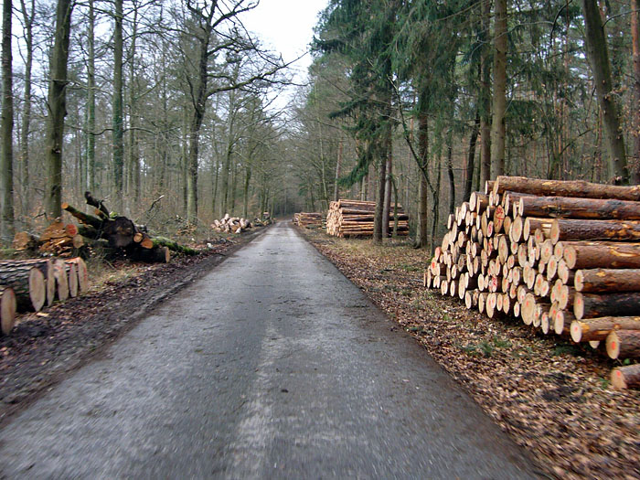 Durch den Wald ...