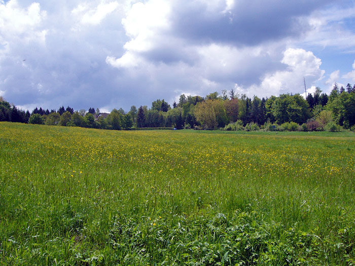 Schöne Wiese kurz vor Dobel