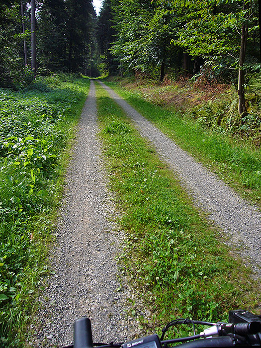 Waldweg am Heidenrain