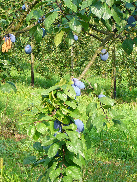 ... sind schwer mit Früchten beladen