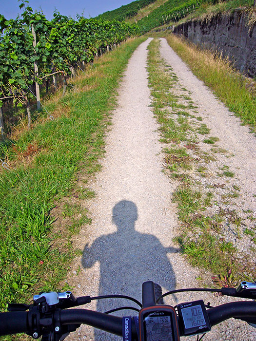 Zwischen Weinreben hindurch führt der Weg nach oben