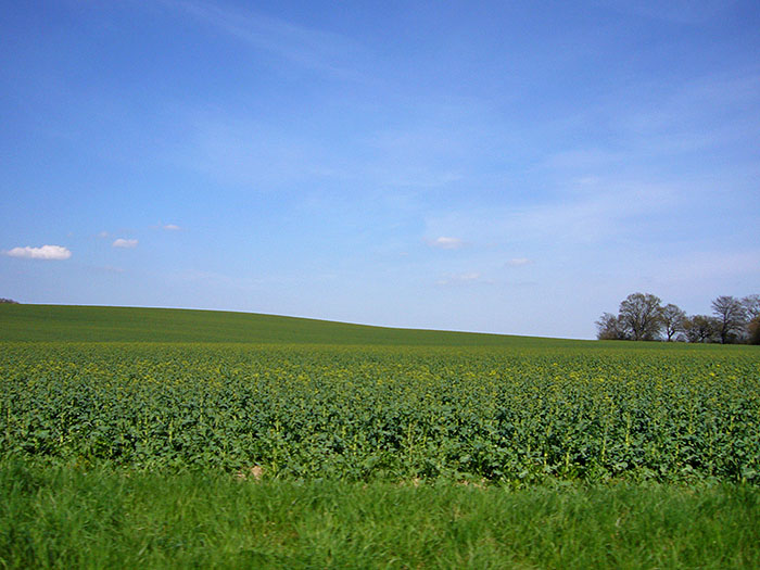 Außer Kartoffeln gibt es hier nichts ...