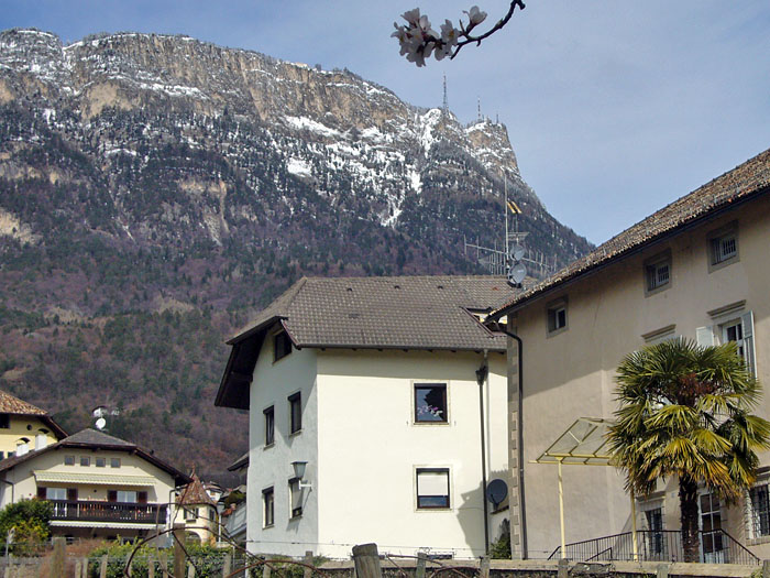 Palme und weiße Berge