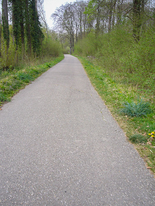 Weg durch die Rheinauen bei Elisabethenwörth