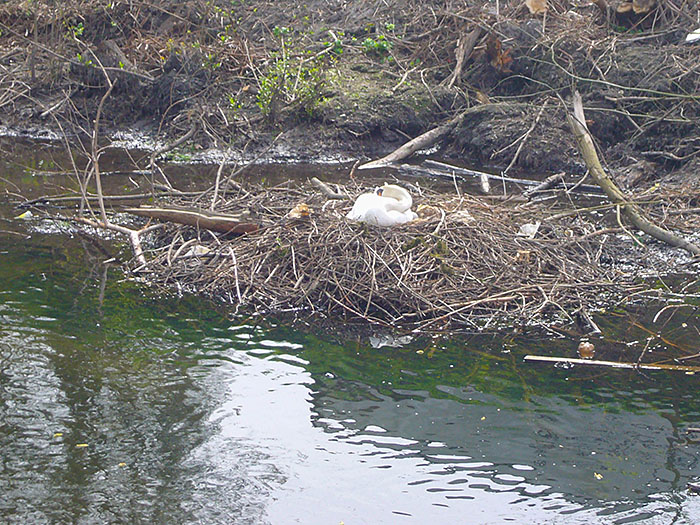 Brütender Schwan an der Alb