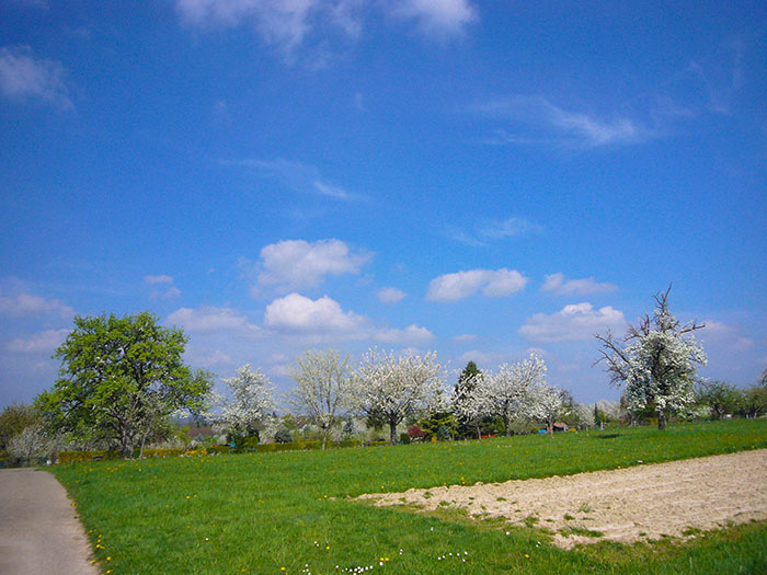 ... doch keine Rose ohne Dornen, als Pollenallergiker kommen einem trotzdem die Tränen