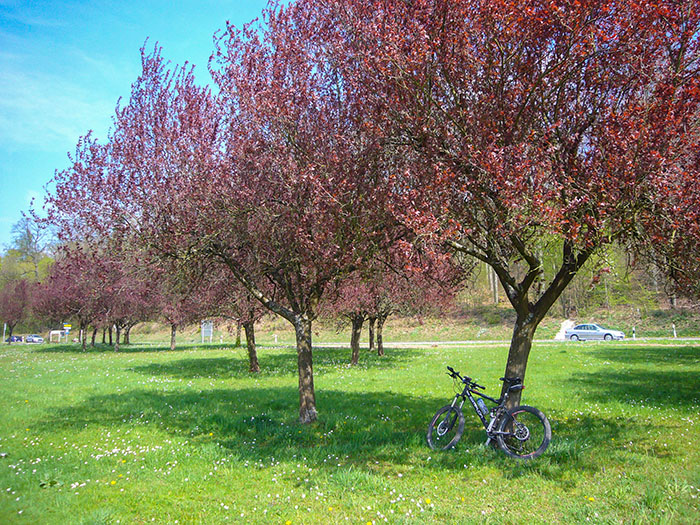 Vor einigen Tagen war alles voll rosa Blüten, heute sind es rote Blätter