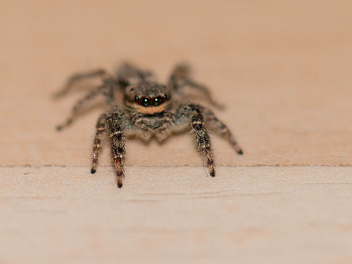 Fräulein Arachne kommt von draußen rein ...