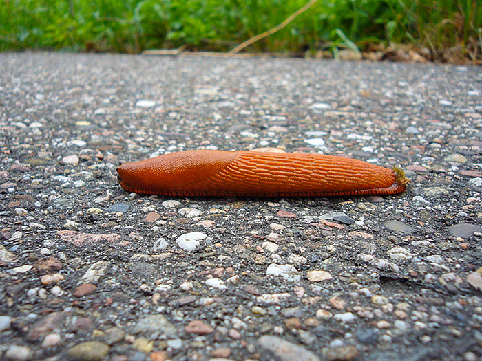 ... hat sich diese Drecksschnecke von hinten angeschlichen und mich überholt ;-)