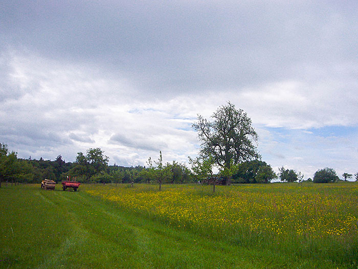 Wiese am Heidenrain