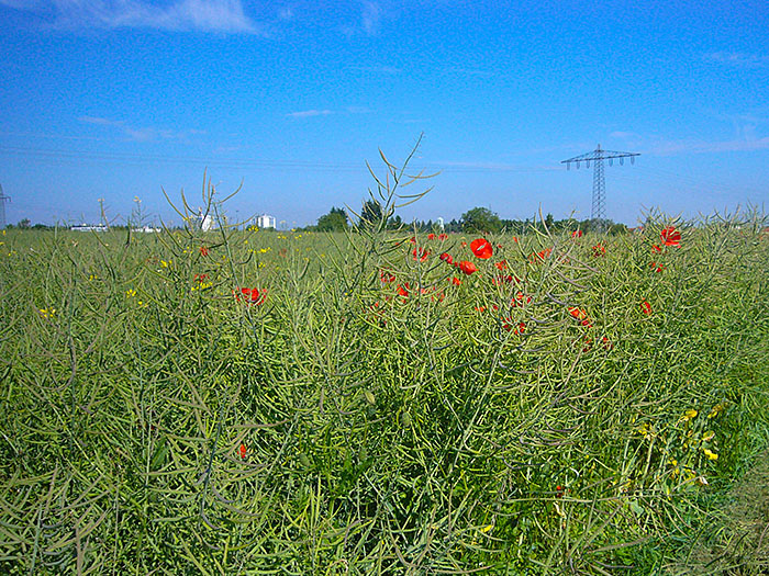 Überall blüht der Mohn ...
